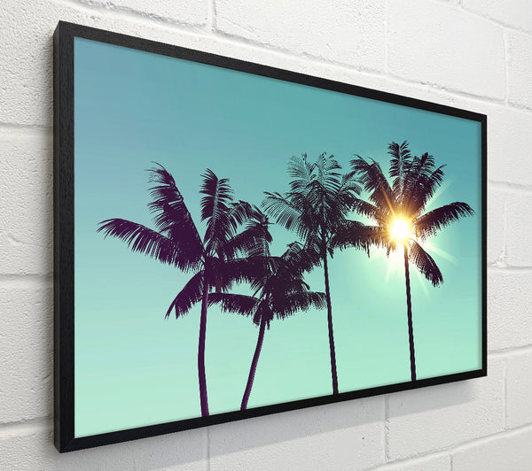 Sun Through The Palm Tree Skies
