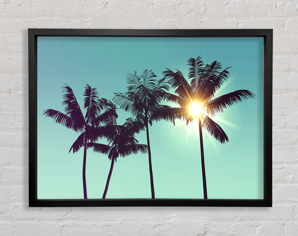 Sun Through The Palm Tree Skies