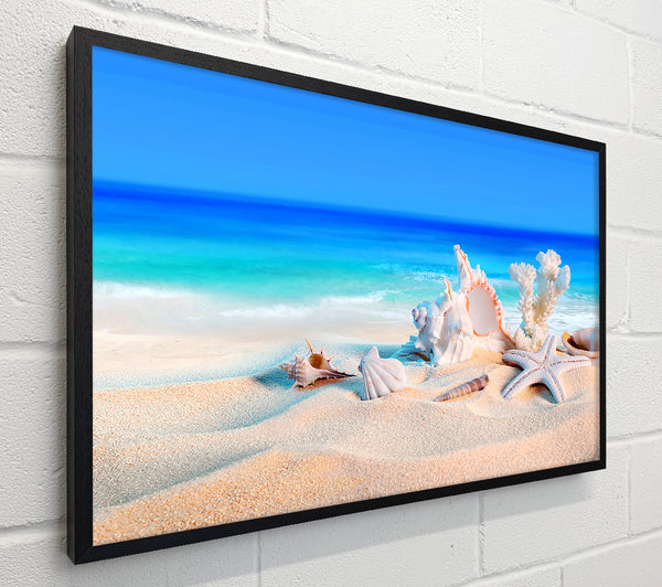 Perfect Ocean Shells