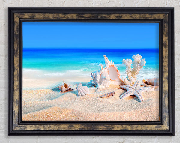 Perfect Ocean Shells Framed Print
