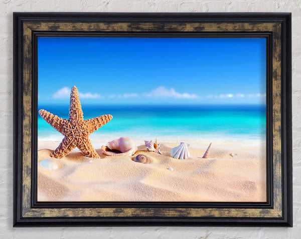 Shells In The Ocean Sands Framed Print