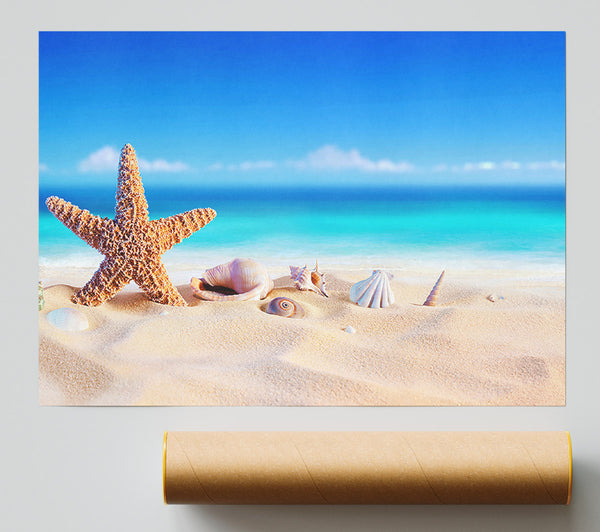 Shells In The Ocean Sands Poster
