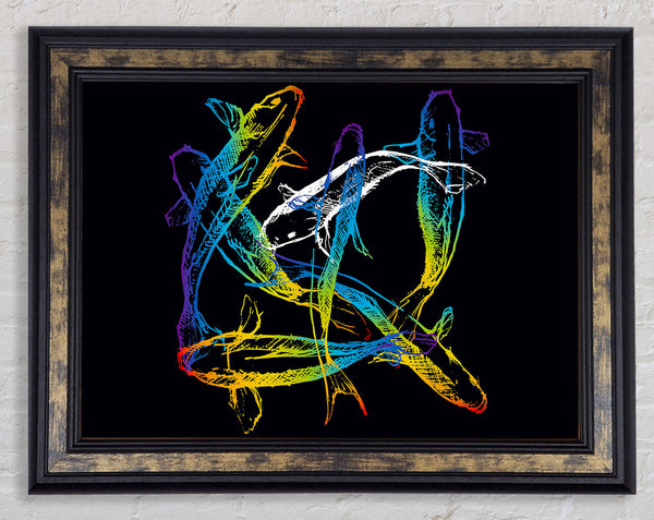 Japanese Rainbow Koi Framed Print