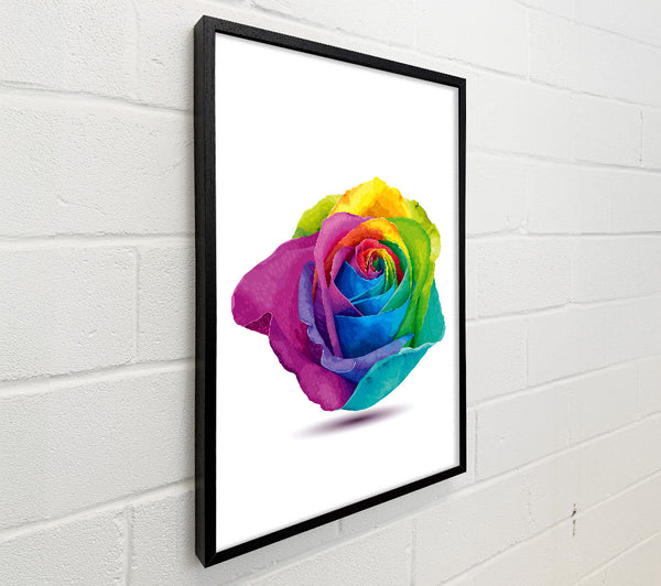 Rainbow Rose