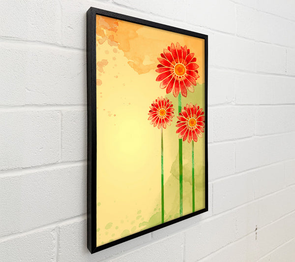 Trio Of Daisies