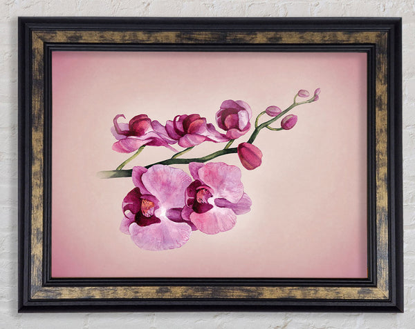 Pink Orchid Framed Print