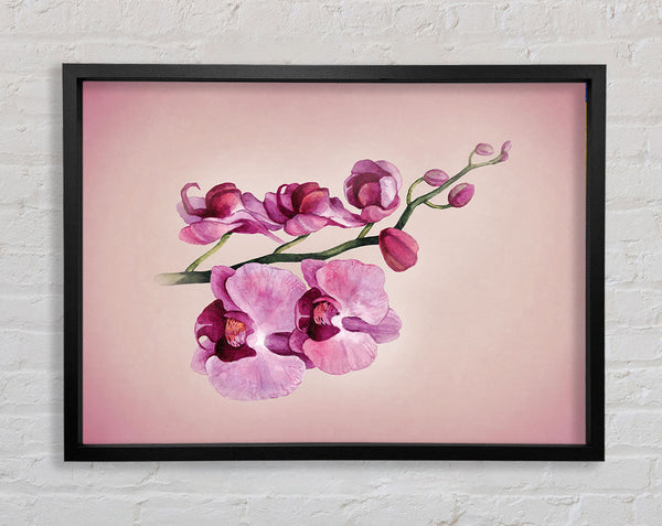 Rosa Orchidee