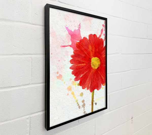 Gerbera Splash