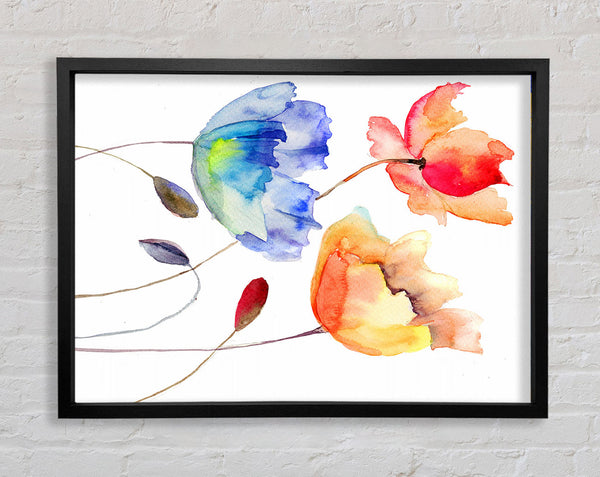 Mohn Aquarell