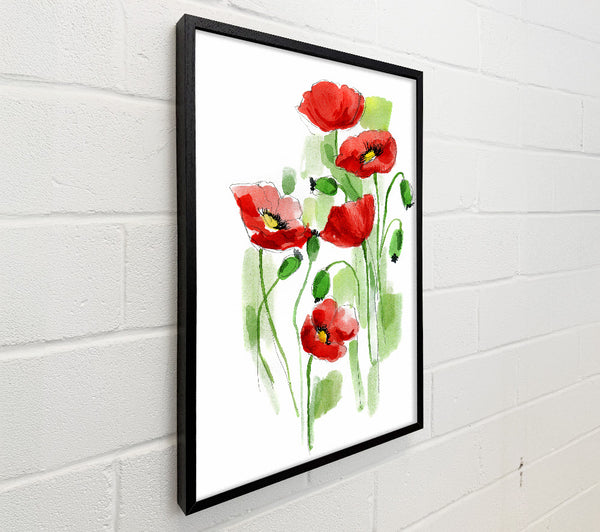Poppies In Bloom
