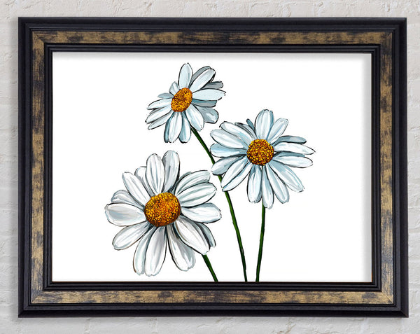 White Daisy Trio Framed Print