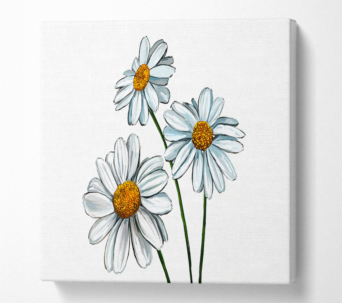  A Canvas Print of White Daisy Trio Canvas Art