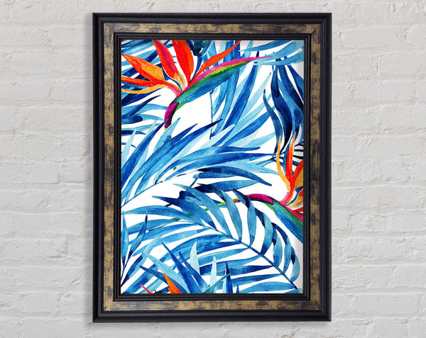 Bird Of Paradise Framed Print