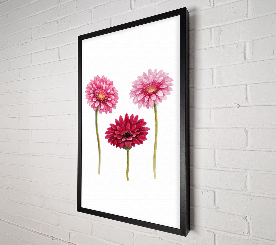  A Canvas Print of Pink Aster Canvas Art