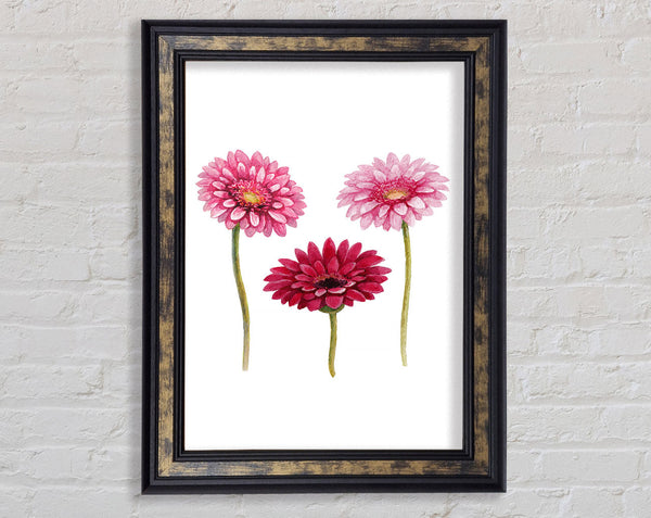 Pink Aster Framed Print