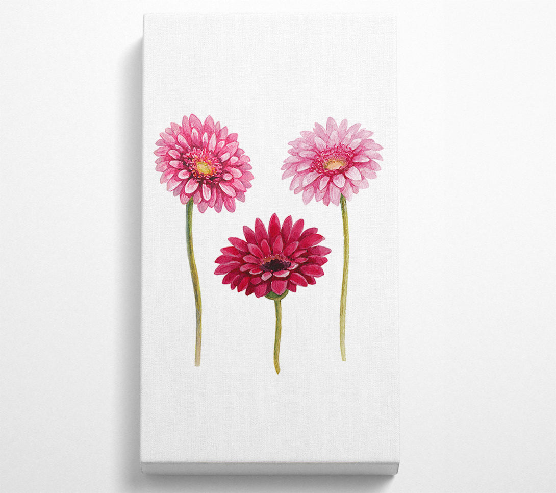  A Canvas Print of Pink Aster Canvas Art