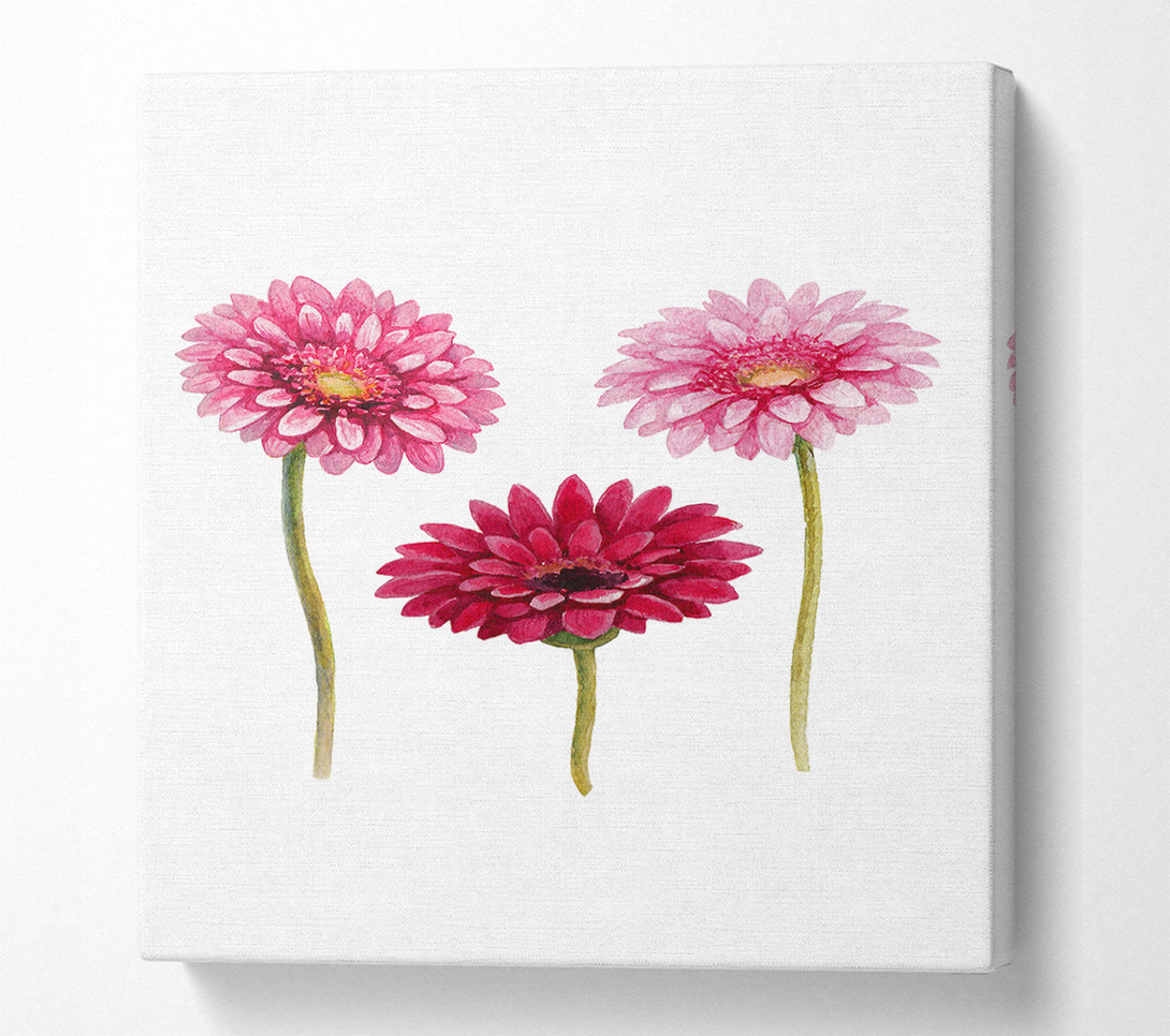  A Canvas Print of Pink Aster Canvas Art