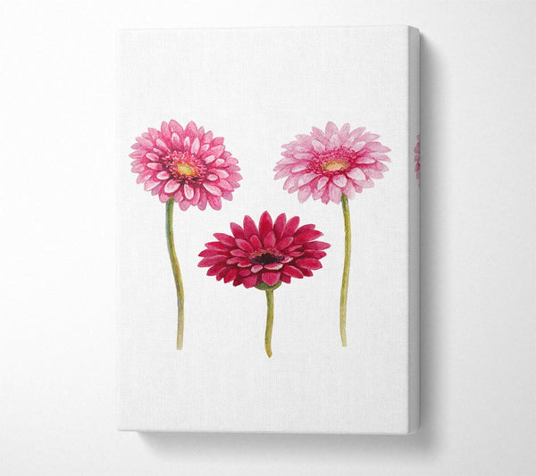  A Canvas Print of Pink Aster Canvas Art