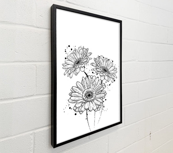 Black Daisy Splash
