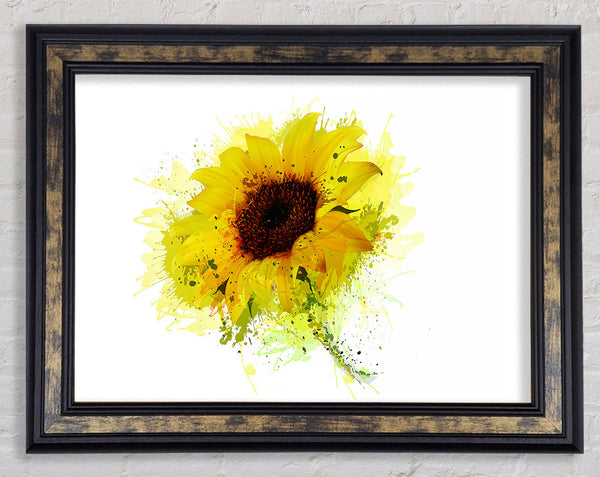 Sunflower Splash 1 Framed Print