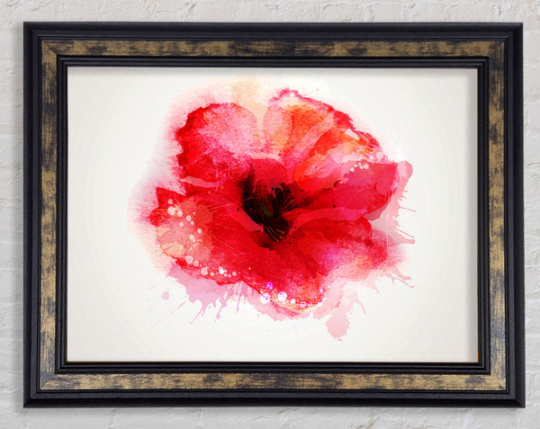 Delicate Poppy