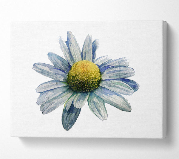  A Canvas Print of Single Daisy Head Canvas Print