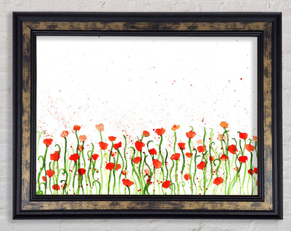 Red Poppy Garden Splash Framed Print