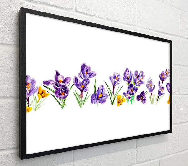 Purple Crocus