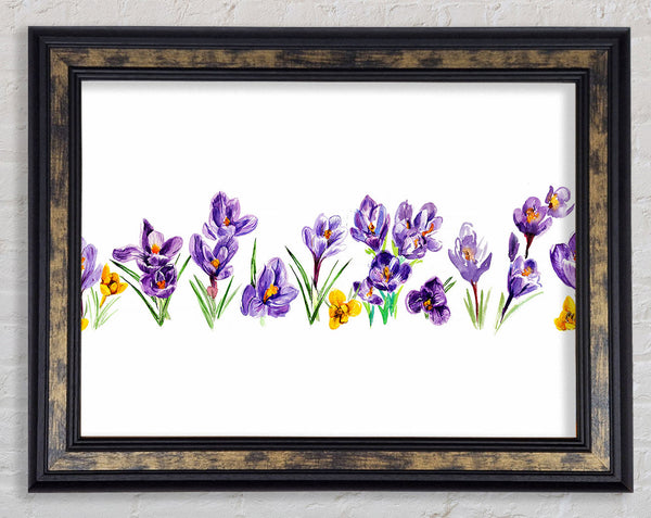 Purple Crocus Framed Print