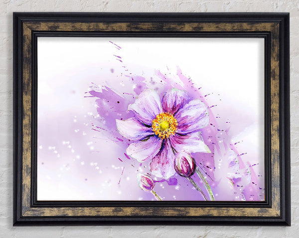 Purple Daisy Bloom Framed Print