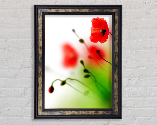 Poppy Whisper Framed Print