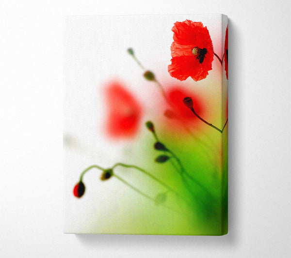  A Canvas Print of Poppy Whisper Canvas Print