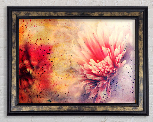 Pink Splash Framed Print