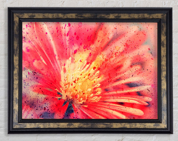Stunning Red Flower With Yellow Center Framed Print