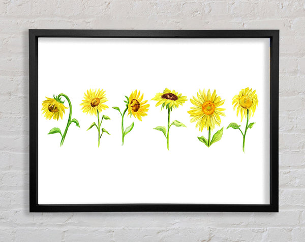Sonnenblumenreihe