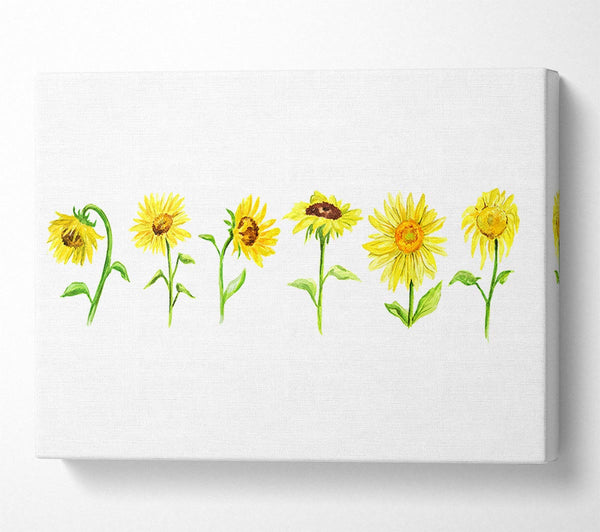  A Canvas Print of Sunflower Row Canvas Wall Art