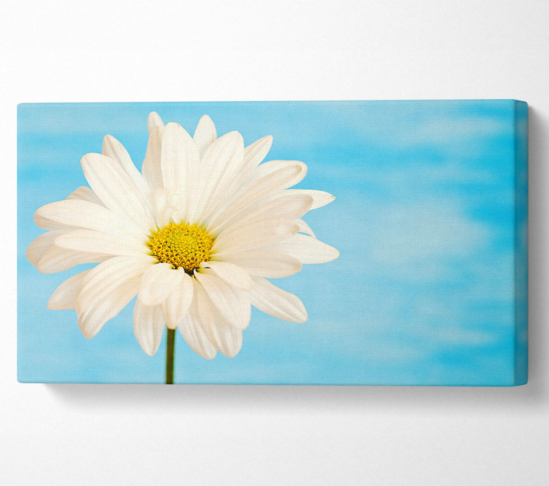  A Canvas Print of Daisy Skies Canvas Print