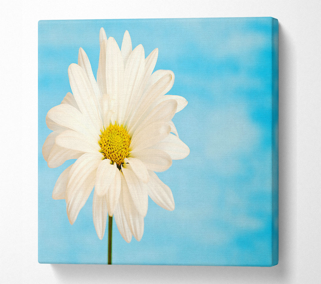  A Canvas Print of Daisy Skies Canvas Print