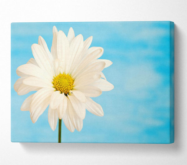  A Canvas Print of Daisy Skies Canvas Print