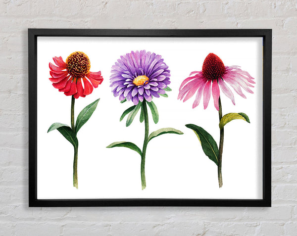 Trio von Gartenblumen