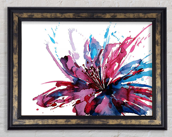 Lily Splash Framed Print
