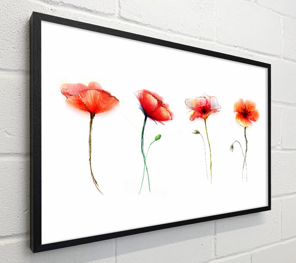 Beautiful Red Poppies