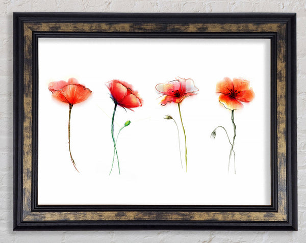 Beautiful Red Poppies Framed Print