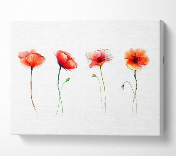 Beautiful Red Poppies Canvas Print