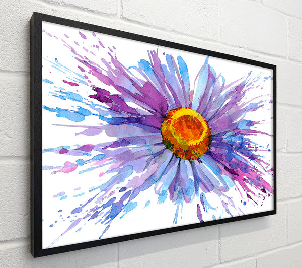 Daisy Splash