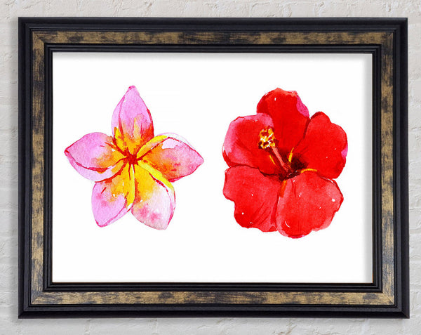 Amaryllis Beauty Framed Print