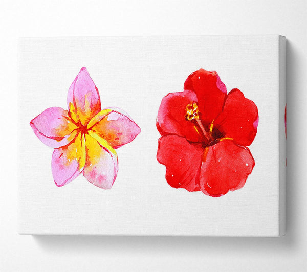  A Canvas Print of Amaryllis Beauty Canvas Print