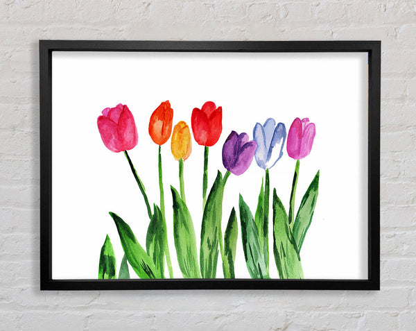 Tulpenregenbogen