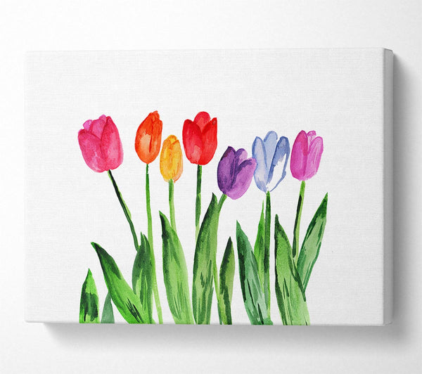  A Canvas Print of Tulip Rainbow Canvas Art