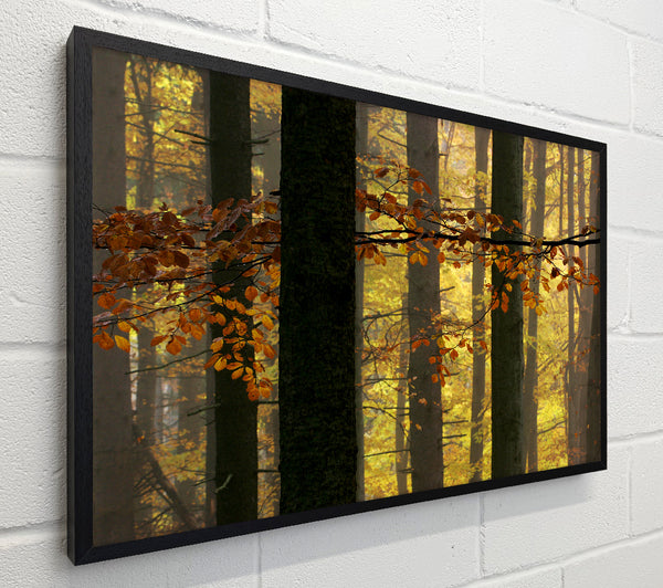 Golden Light Through The Trees